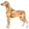 dog graphic