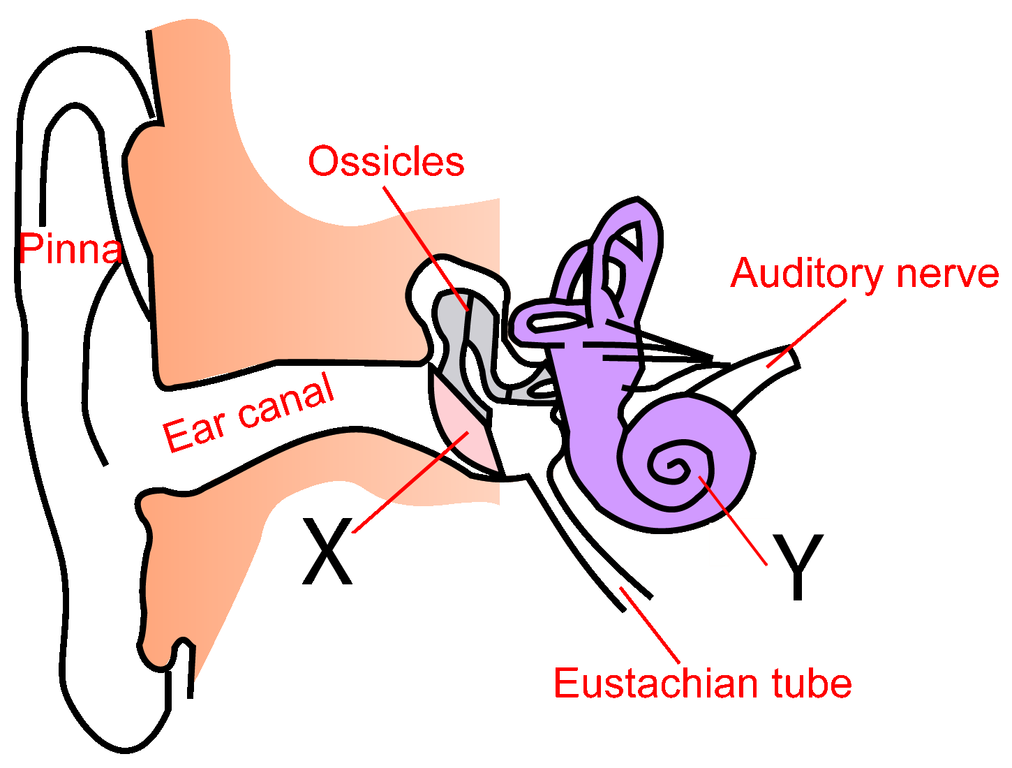 Human Ear