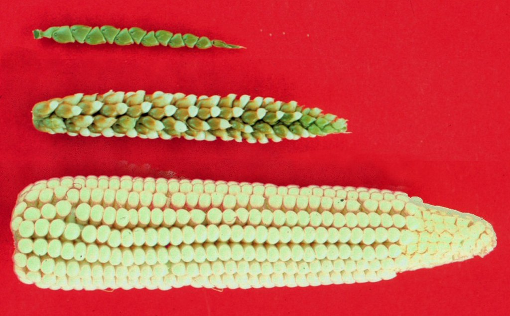 teosinte, a corn-teosinte hybrid and a modern corn  cob