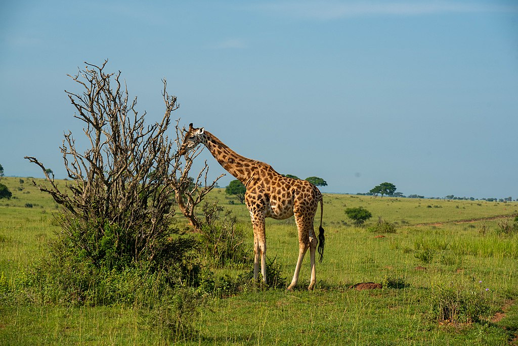 Rothschild's_Giraffe_Image