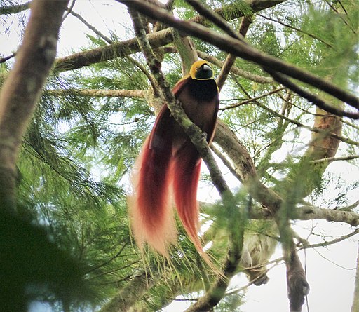 Raggiana_Bird_of_Paradise