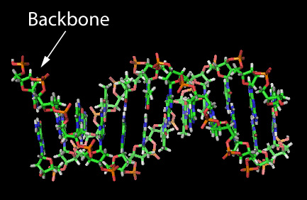 DNA structure