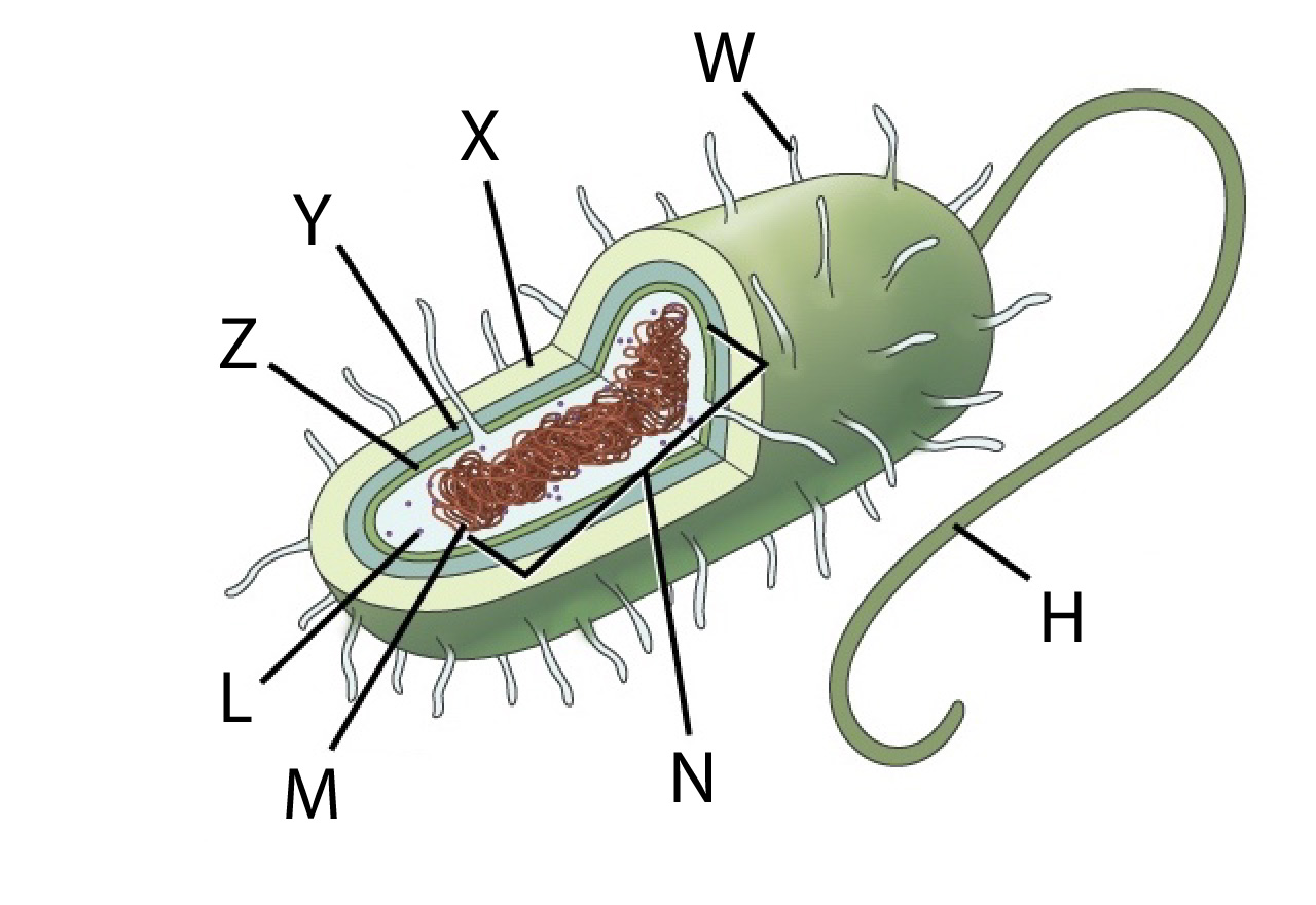 Reatures of a prokaryotic cell