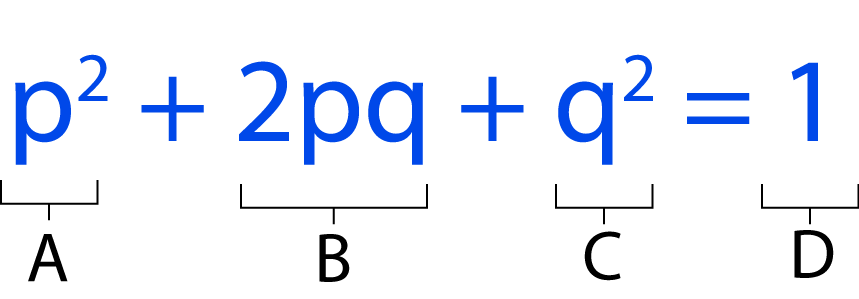 Patterns_of_Natural_Selection diagram