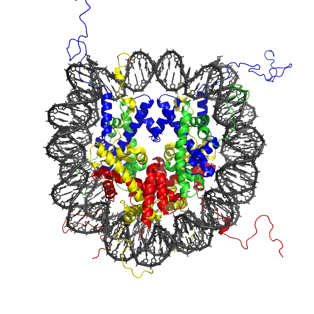 nucleosome image