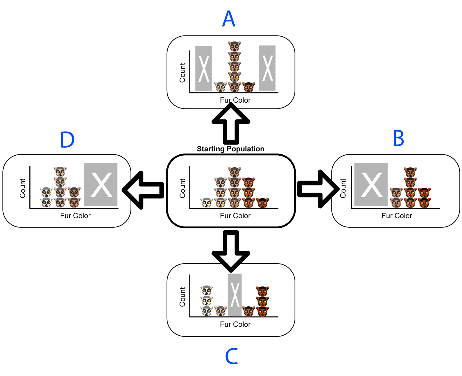 Patterns_of_Natural_Selection diagram