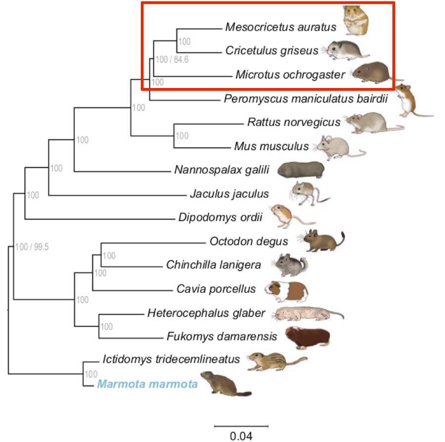 Phylogenetic_Tree_of_Rodentia