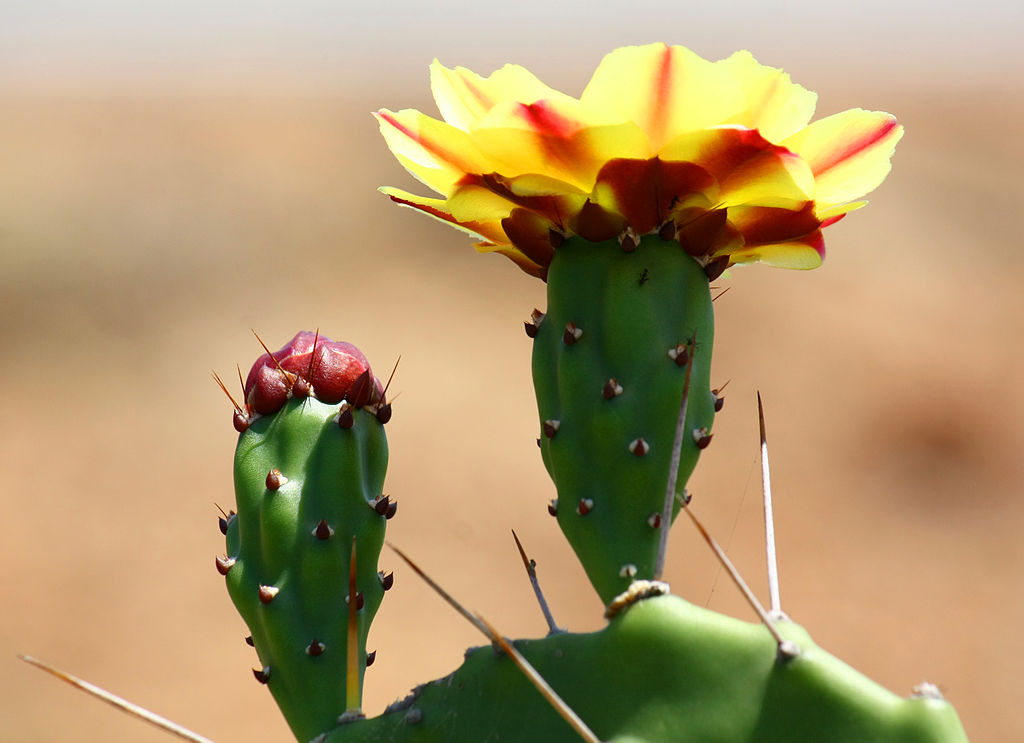 Cactus flower (Opuntia_phaeacantha)