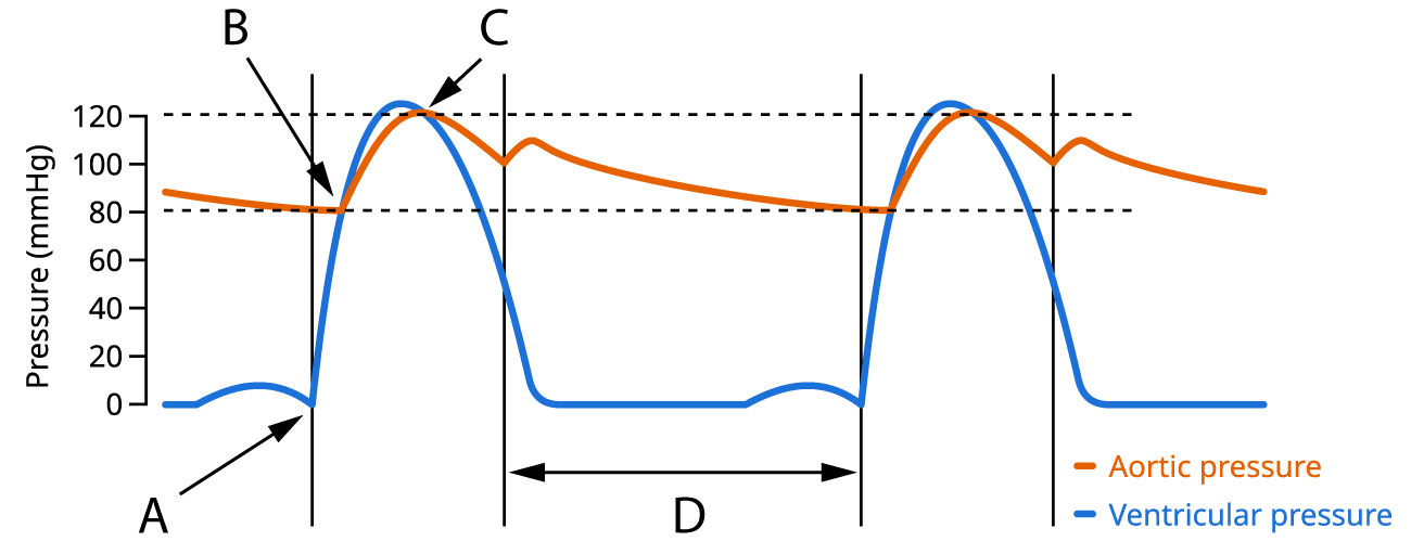 Aortic and ventricular pressure - graph