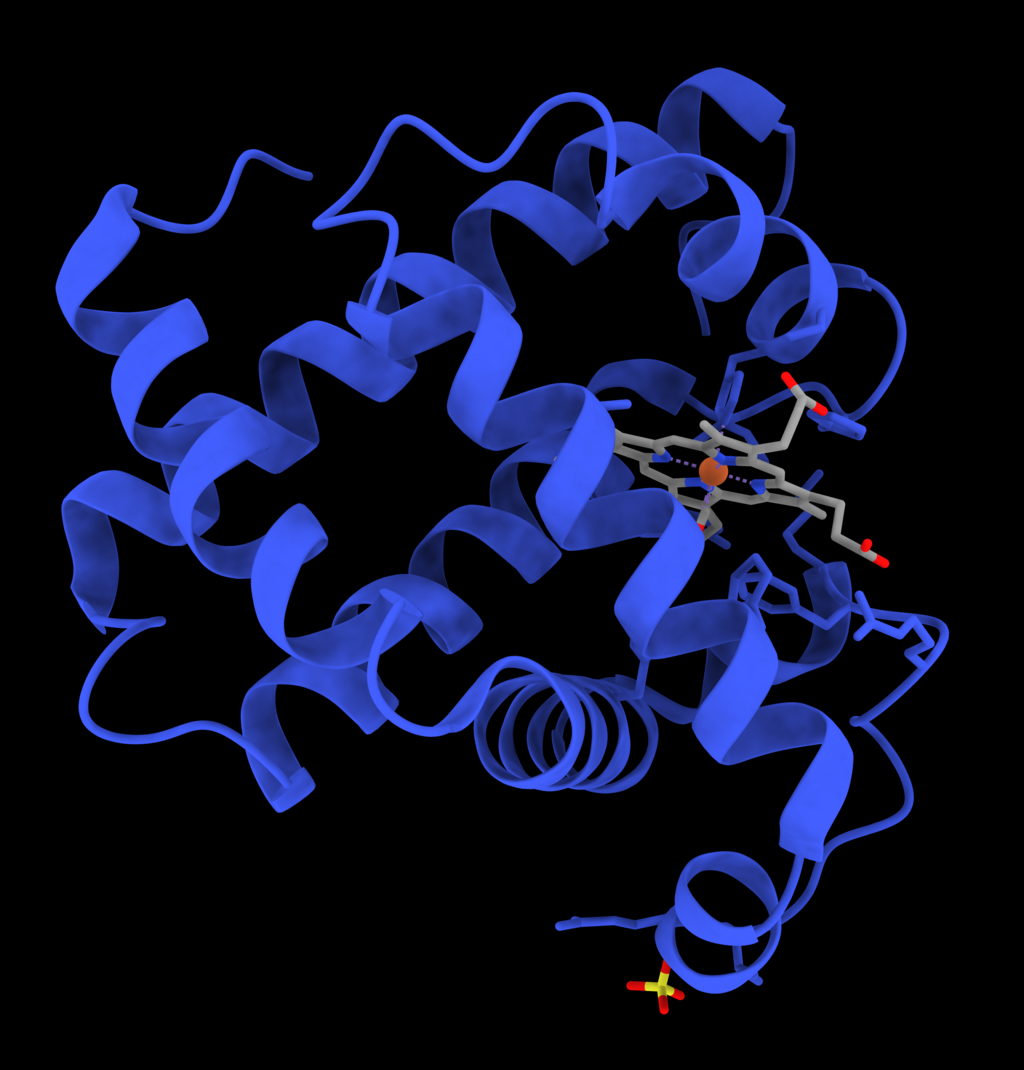 ChimeraX_rendering_of_myoglobin