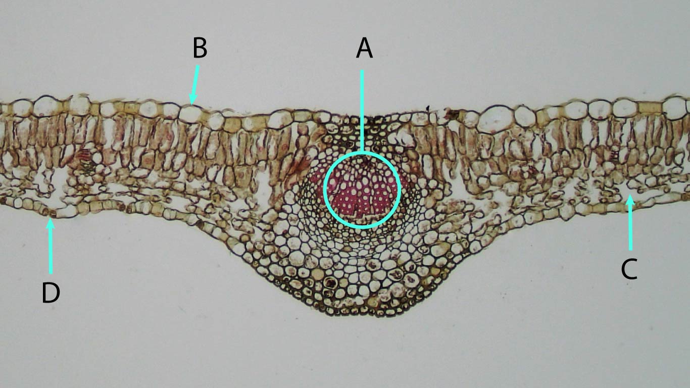 Mesophyte_leaf_Syringia cross-section