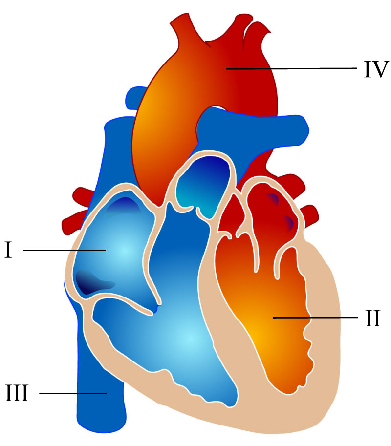 labelled image of heart showing cross-sectional view