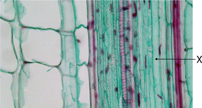 plant stem cross section - flicr -  public domain