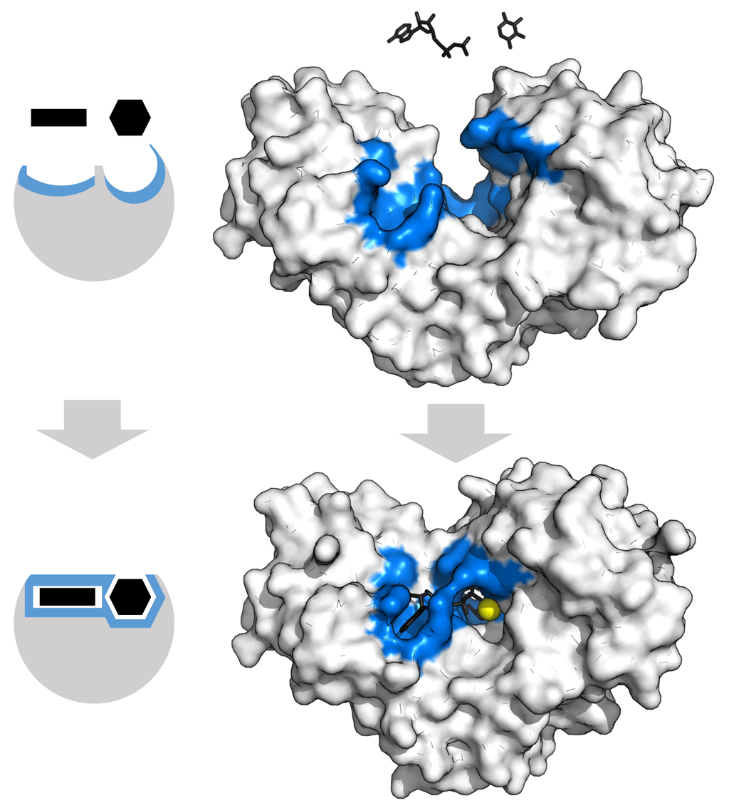 induced fit model - wikimedia