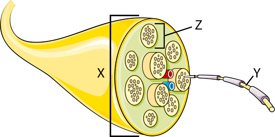 nerve diagram