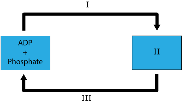 respiration process diagram