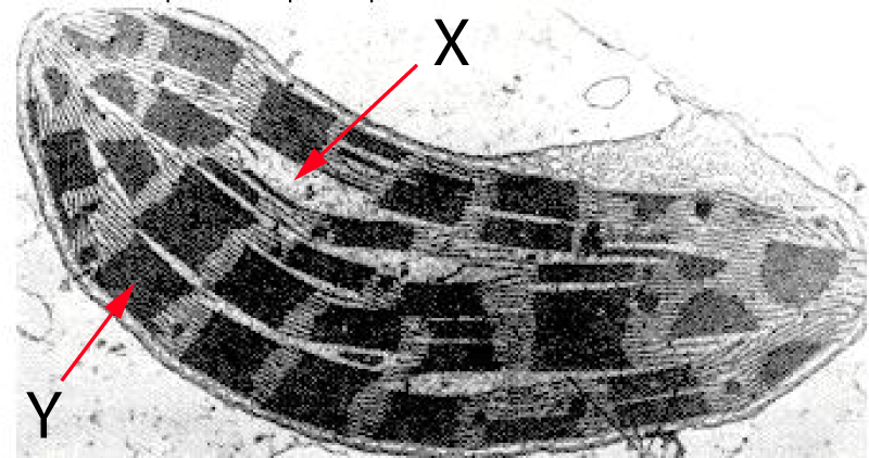 chloroplast image - wikimedia