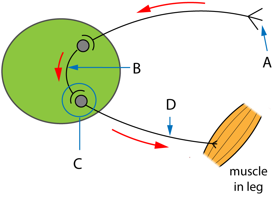 nerve_impulse_pathway