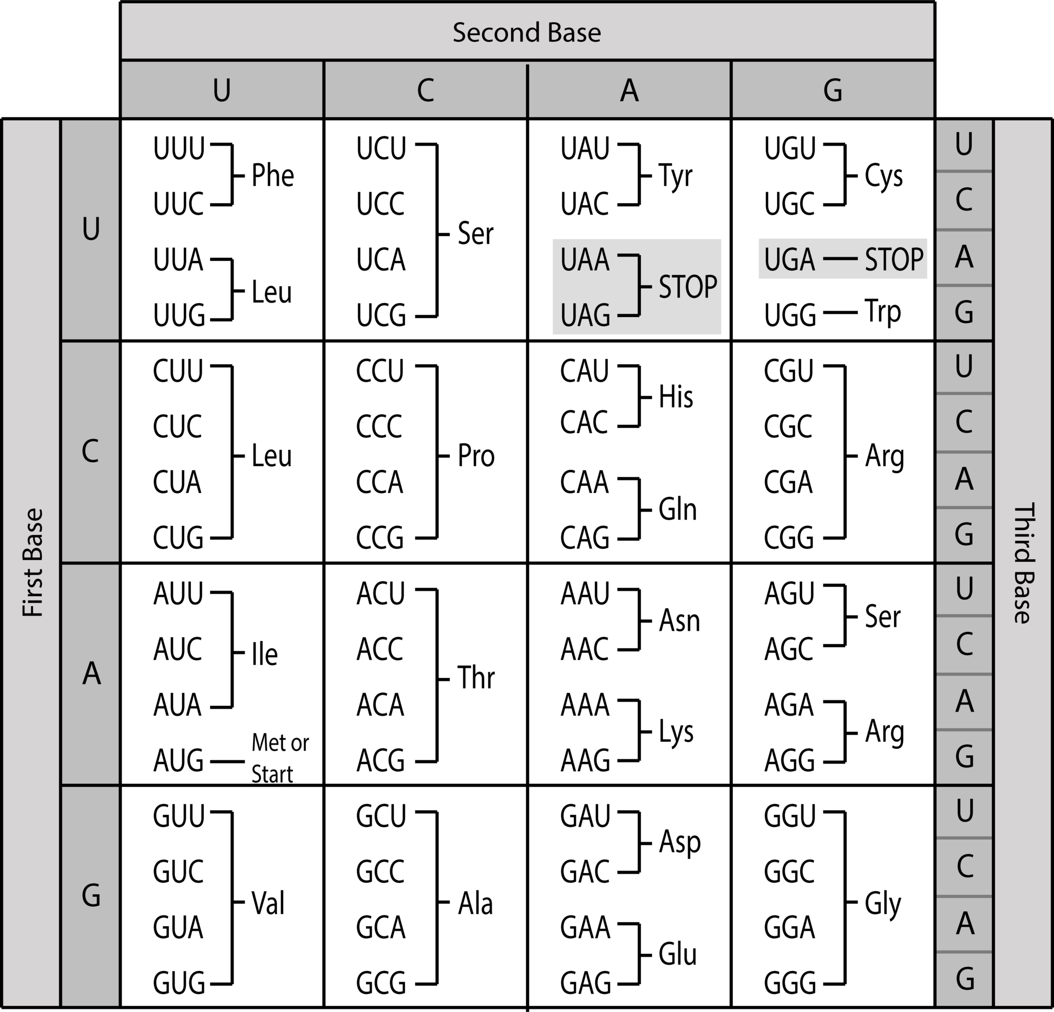 Genetic Code table by Sarah Greenwood