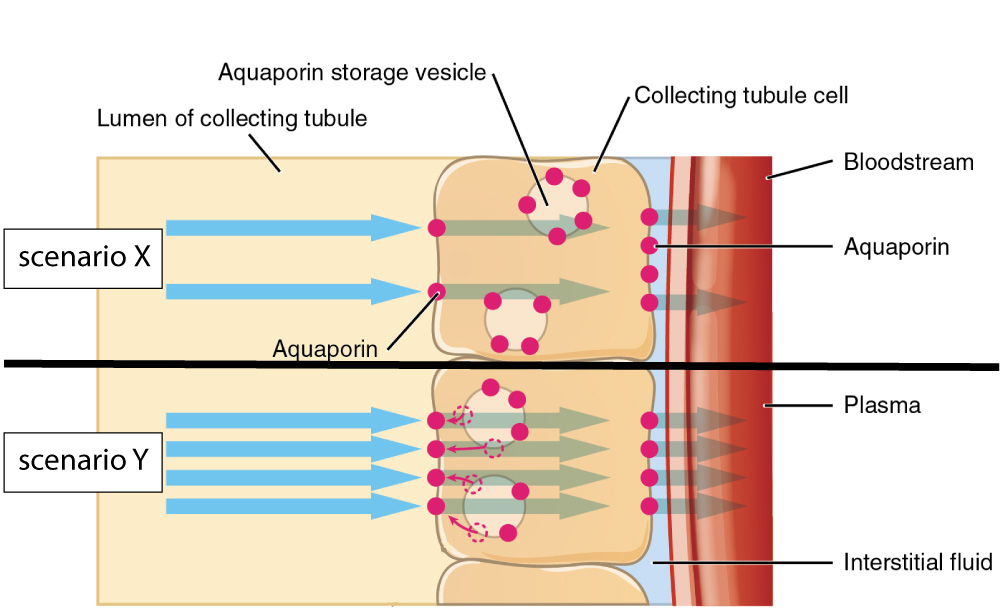 aquaporin channels in cells of the collecting duct