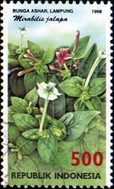 four oclock flower image