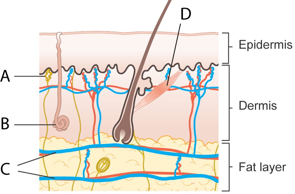 Diagram_showing_the_structure_of_the_skin