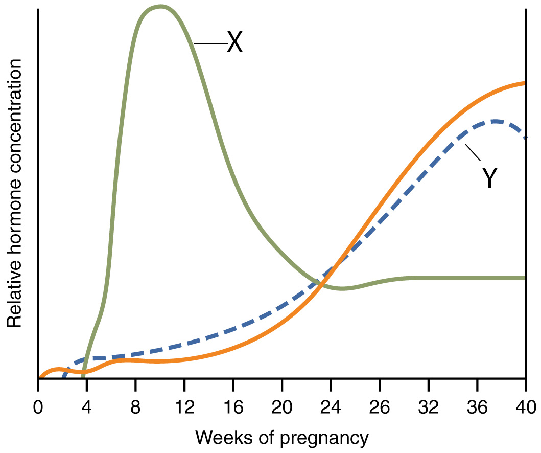 Hormones Initiating Labour - graph