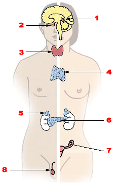 endocrine system glands