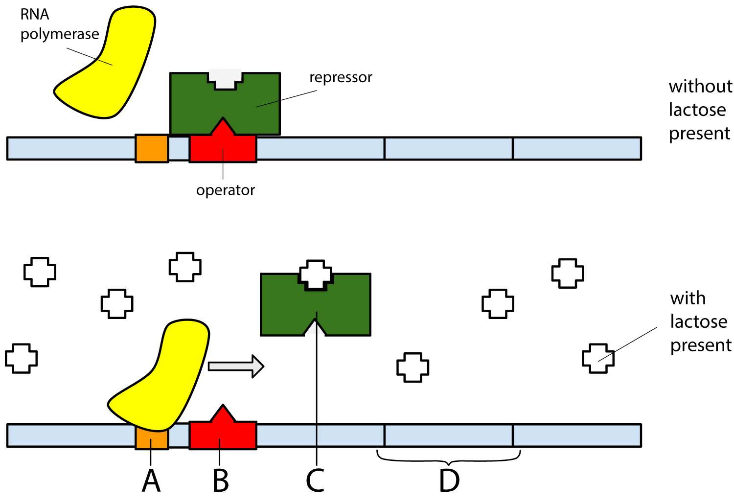 lac operon in bacteria