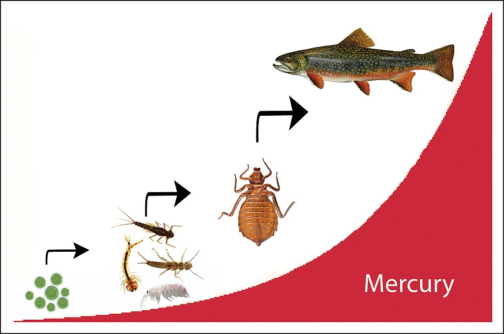 biomagnification of  mercury in a food chain