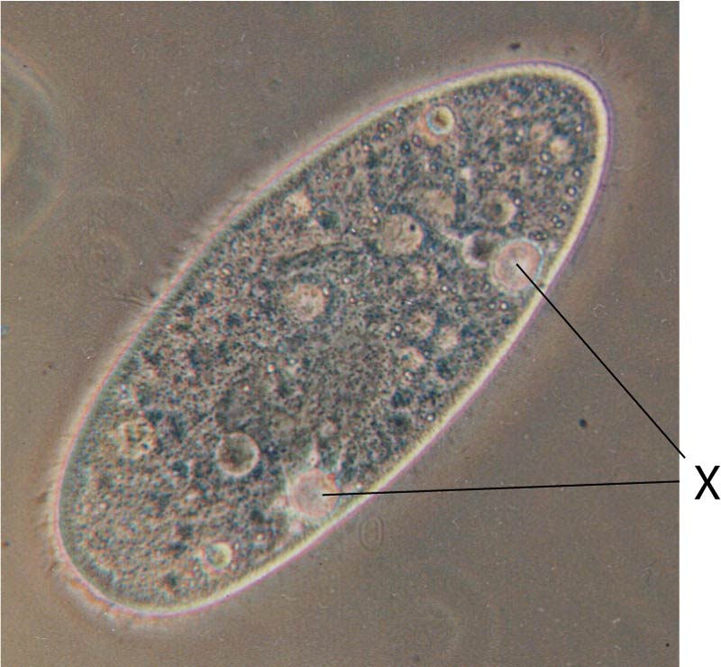 Paramecium organism