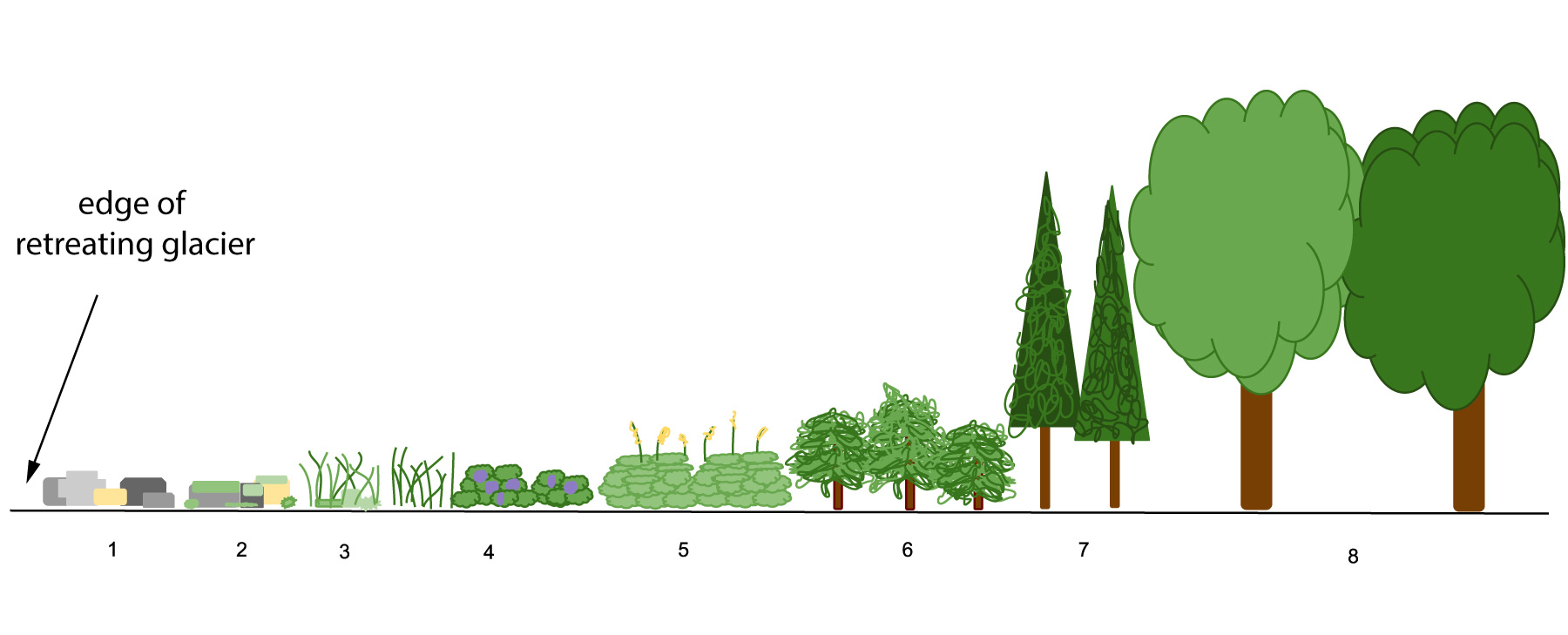 image -stages in succession in an ecosystem