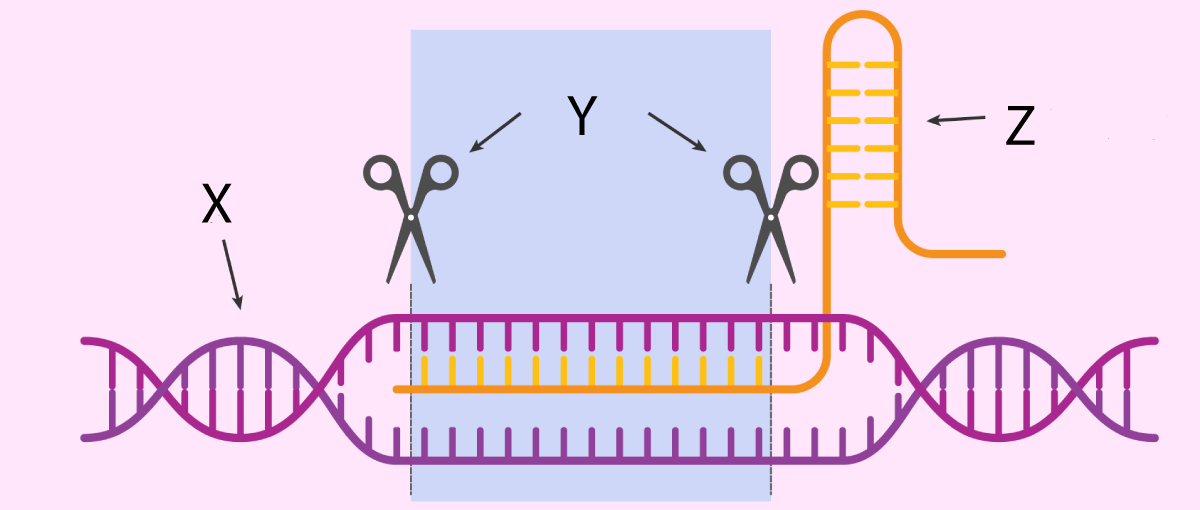 CRISPR-Cas9 system