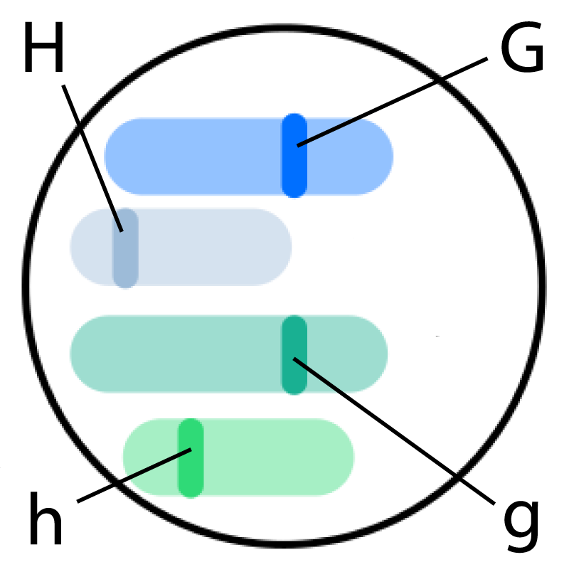 human cell with some gene loci on chromosomes labelled