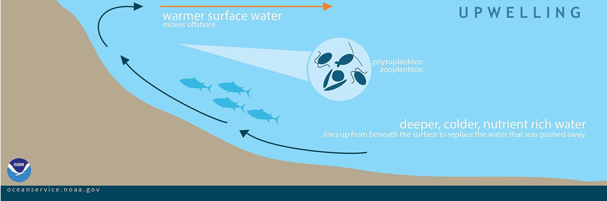 the process of upwelling