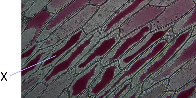 red_onion_cells