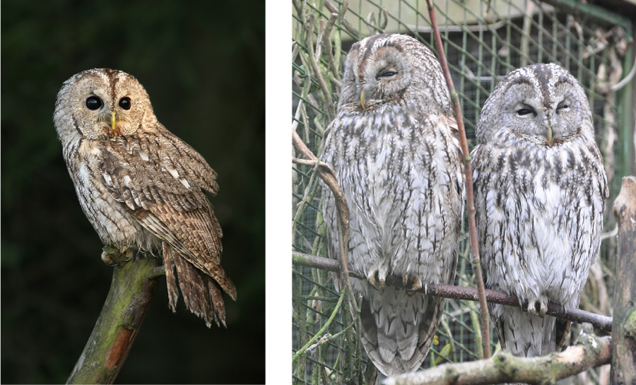 brown and grey tawny owls