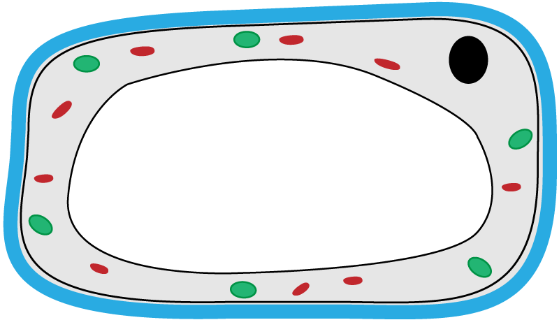 plant cell