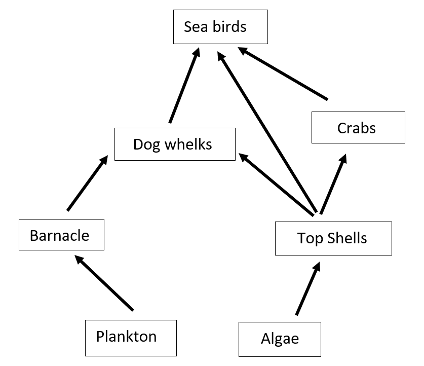 food web of shoreline