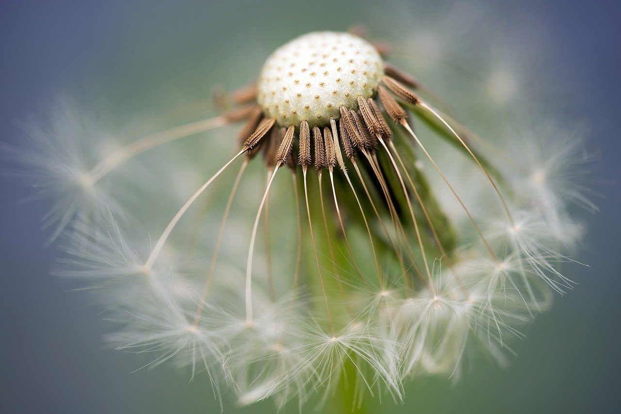 dandelion seeds