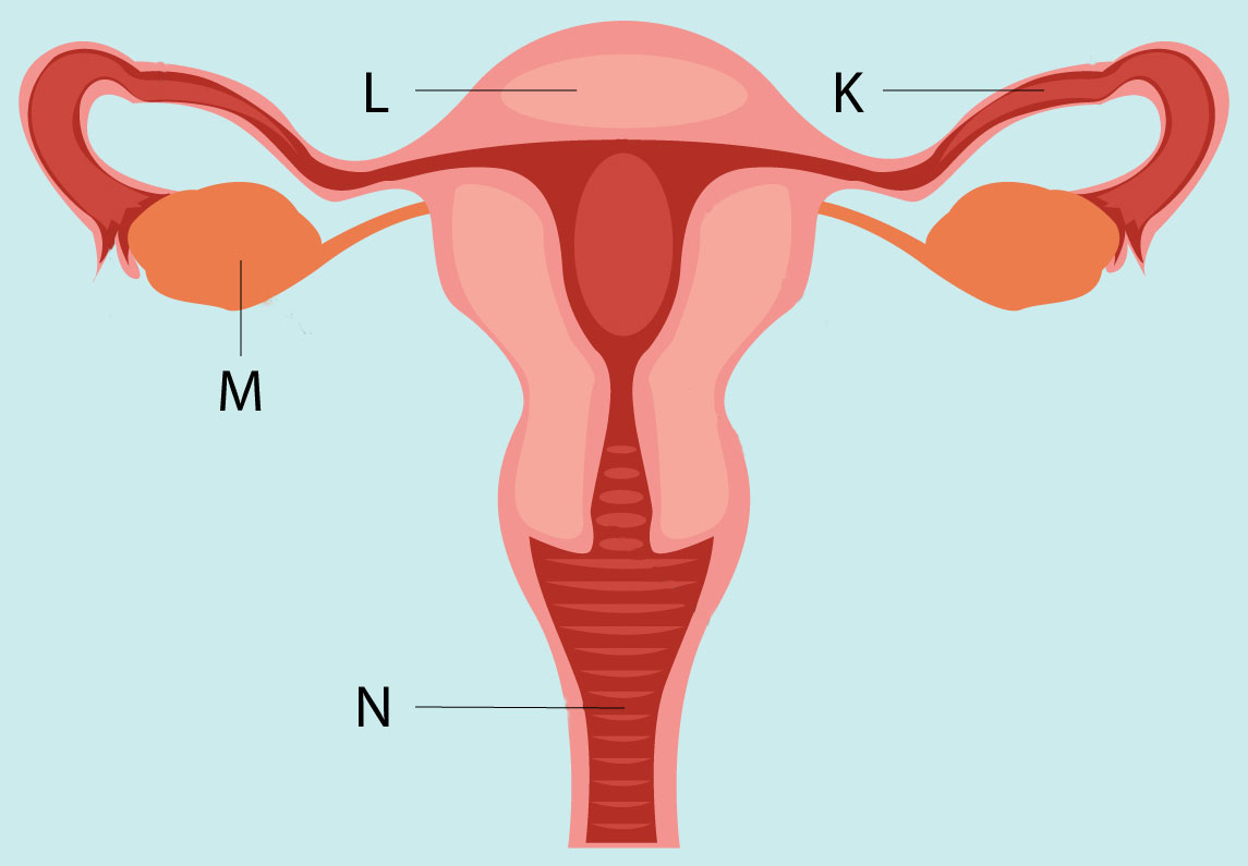 female reproductive system