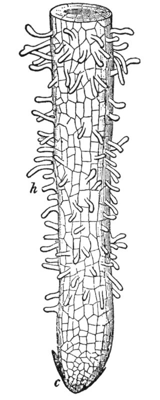 root hairs