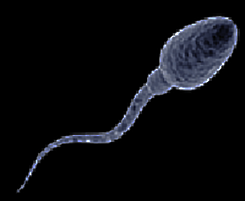 sperm cell