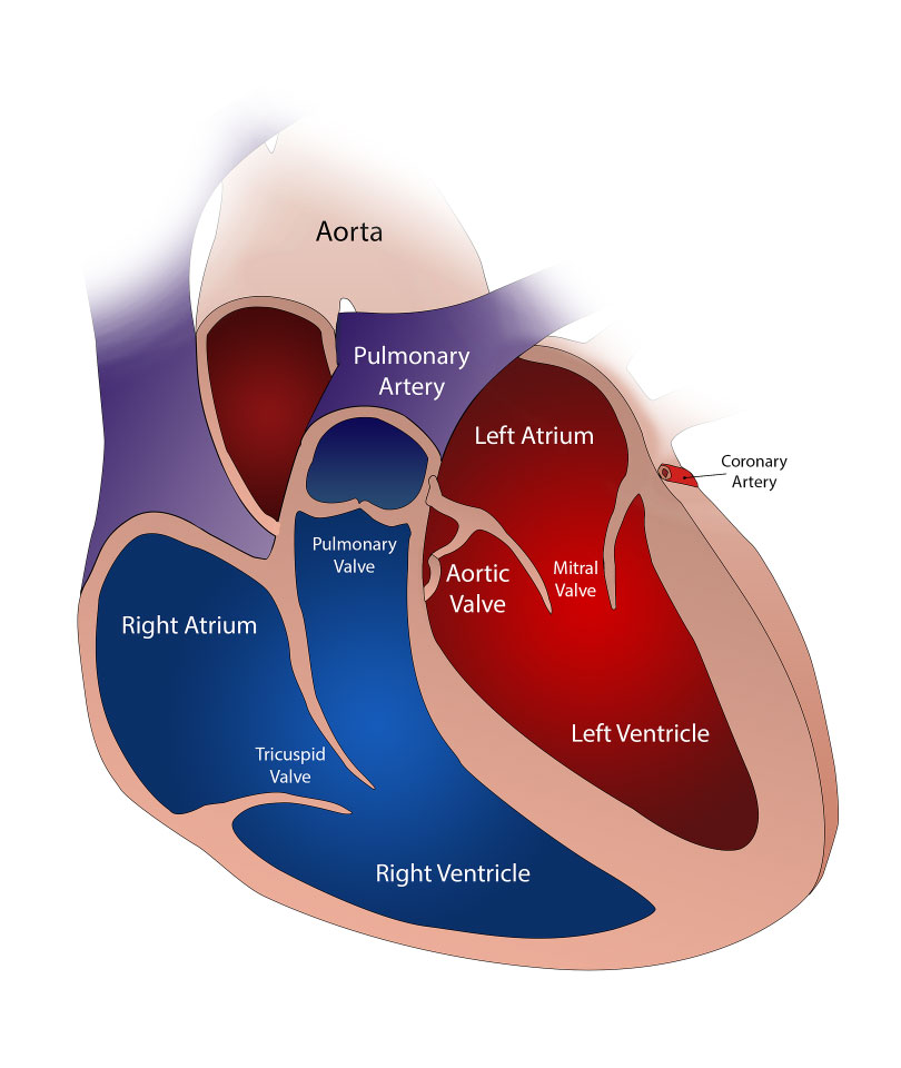 human heart diagram