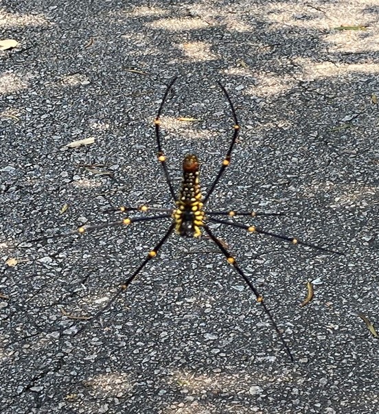 Golden Orb Spider