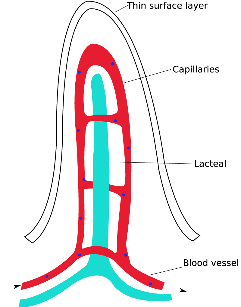 villi diagram