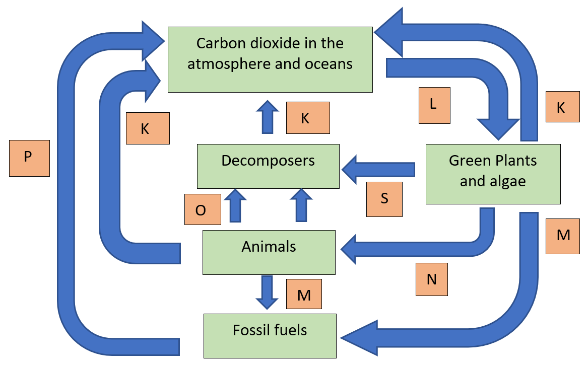 carbon cycle