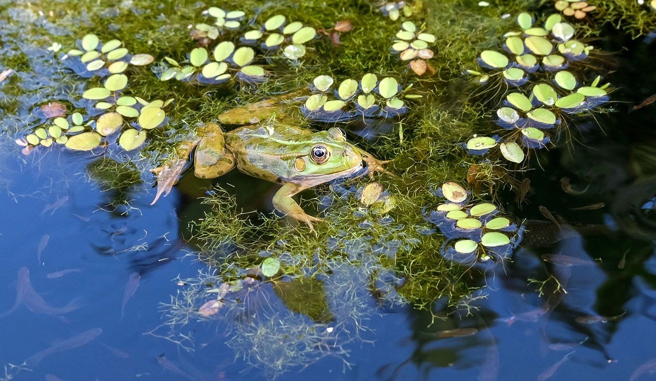 frog in pond