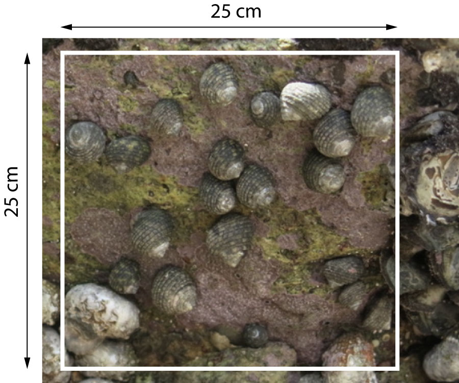 snails in sample area