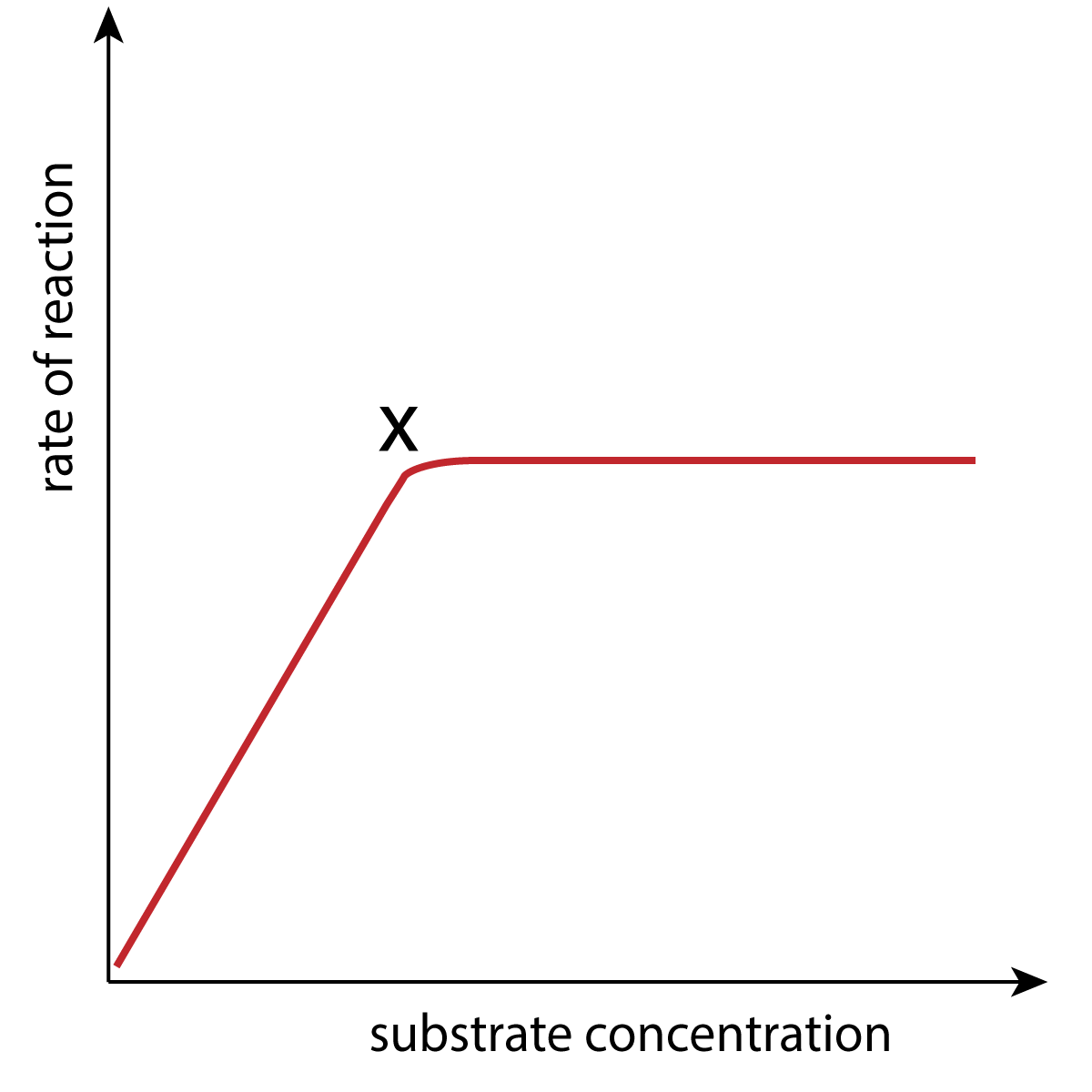 effect of substrate concentration on enzymes - graph